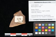 Foto (Objekt + Etikett) von Myrica lignitum Unger (NHMW-GEO-2024-0188-0679)